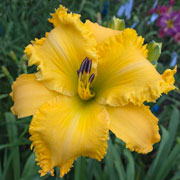 Fancy Face Rubber Ducky Daylily